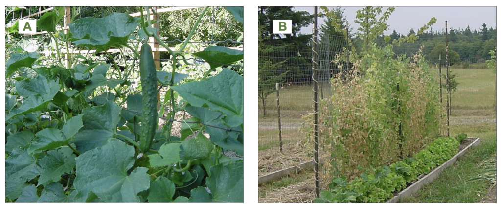 Two images side by side. Left image is green leaves with a ripe cucumber and left image is a green pea plant.